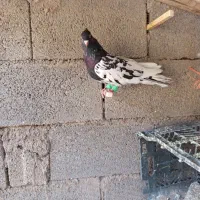 کفتر پرشی وجفتگاه|پرنده|تربتحیدریه, باغ ملی|دیوار