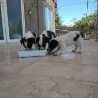 واگذاری(رایگان)سگ نگهبان