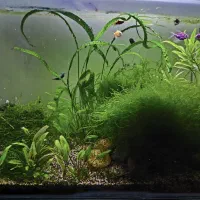 آکواریوم پلنت|ماهی|گرگان, |دیوار