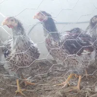 خروس ویاندوت آمریکایی و خروس لاری