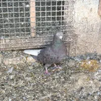 سرور دم‌سفید نر|پرنده|آباده, |دیوار