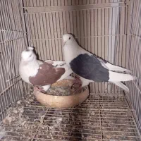 نرو ماده پشت پشت سرخ کاکلی پشت سیاه|پرنده|مشهد, ادیب نیشابوری (شهرک غرب)|دیوار