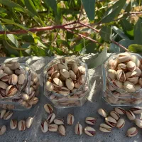 پسته درجه یک مخصوص شب یلدا|خوردنی و آشامیدنی|تهران, طرشت|دیوار