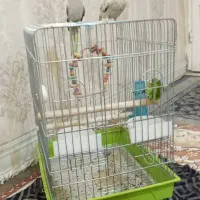 یک جفت عروس هلندی لوتیتو ابلغ