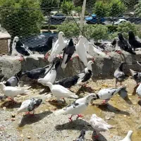 تعدادی کبوتر از انواع و اقسام  برافروش|پرنده|اصفهان, سرشبادران|دیوار