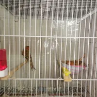 قناری|پرنده|زارچ, |دیوار