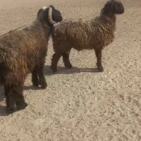 قوچ بختیاری|حیوانات مزرعه|شیراز, دوکوهک|دیوار