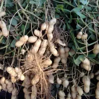 بادام زمینی شما را زیر و رو و تک ردیفه میکنیم