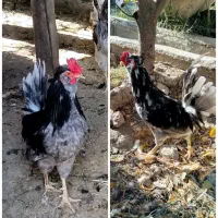 تخم مرغ نطفه دار گلین کلکسیونی