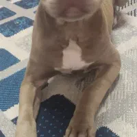 توله پیت بول