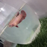 دو. جفت فاتیر مولد|ماهی|اردبیل, |دیوار