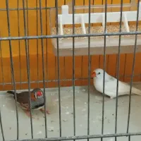 فنج نر و ماده