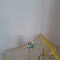 مرغ عشق|پرنده|اردبیل, |دیوار