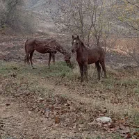 اسب مادیان با کره مادیان|اسب و تجهیزات اسب‌سواری|منجوان, |دیوار