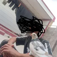 کبوتر تیک پاره دستی هست