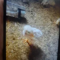 جوجه