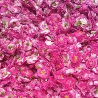 گل محمدی