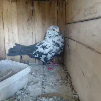 کبوتر نر سرور