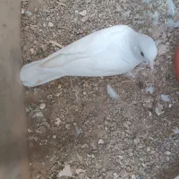 کفتر خانگی|پرنده|میبد, |دیوار