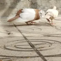 کفتر رنگی طوقه دار و هفرنگ