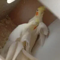 جفت طوطی معاوضه با گرینچیک دستی