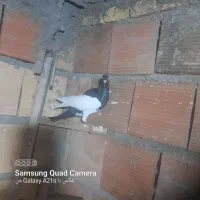 کبوترو کفتر