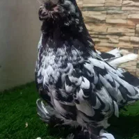 کبوتر زینتی لانگ فیس