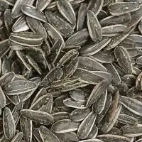 تخمه|خوردنی و آشامیدنی|بندر انزلی, شهرداری|دیوار