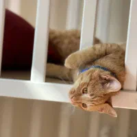 واگذاری گربه|گربه|اندیشه, اندیشه فاز ۴|دیوار