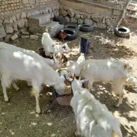 ۴ تا بز سانن با ۴ بزغاله و ۱ چپش