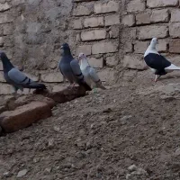 گمشده