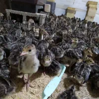 جوجه بوقلمون ده روزه