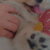 پامرانین خالص نژاد شیتزو نر آموزش دیده ۱ساله