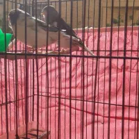 قناری گلاستراورجینال|پرنده|اصفهان, باغ نگاره|دیوار