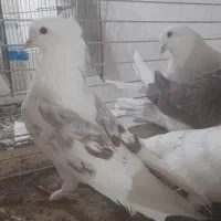 کبوتر پرشی|پرنده|قم, جمکران|دیوار
