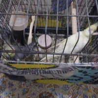 یه جفت عروس هلندی با قفس بزرگ چوبی|پرنده|بابل, |دیوار