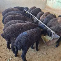 میش بره بزغاله|حیوانات مزرعه|پاکدشت, پاکدشت (مامازند)|دیوار