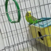 پرنده ای مرغ عشق|پرنده|کازرون, |دیوار