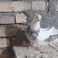 کبوتر طوقی نر|پرنده|بیجار, |دیوار