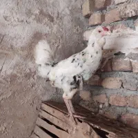 دو عدد مرغ گلین یک عدد مرغ محلی اصیل بدن دار