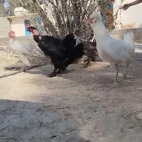 مرغ و خروس جوان درشت