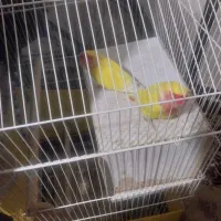 پرنده|پرنده|پیشوا, |دیوار