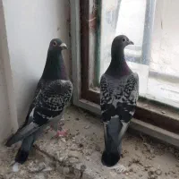 کبوتر پلاکی مسافتی