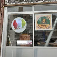 قناری.سهره.مرغ عشق.عروس