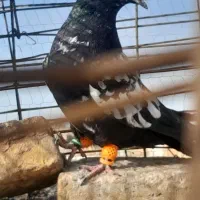 ۲تا بیجا|پرنده|سبزوار, قصبه شرقی|دیوار