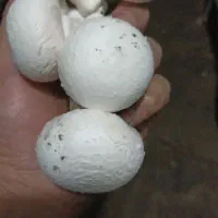 قارچ لوکس ودرجه۳|عمده‌فروشی|کتالم و سادات شهر, |دیوار