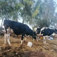 گاو|حیوانات مزرعه|رامیان, |دیوار