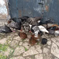 نرو ماده بقلمون|حیوانات مزرعه|مشهد, توس (بلوار توس)|دیوار