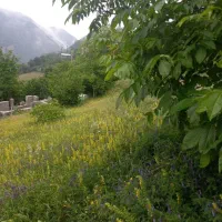 زمین|فروش زمین و ملک کلنگی|دالخانی, |دیوار