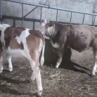 گوساله نر و ماده سمینتال